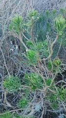 Euryops linifolius