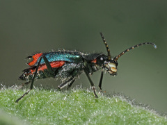 Clanoptilus spinipennis