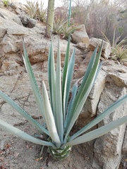 Agave tequilana