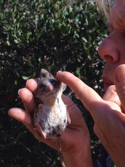Peromyscus californicus
