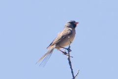 Spizella atrogularis