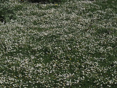 Bellis longifolia