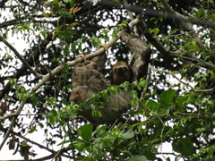 Bradypus tridactylus