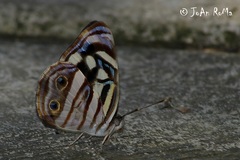 Dynamine postverta mexicana