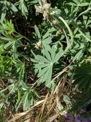 Lupinus formosus