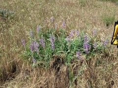 Lupinus formosus