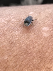 Pachybrachis thoracicus