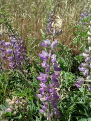 Lupinus formosus