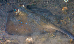Bluespotted Maskray photo 2