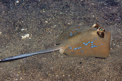 Bluespotted Maskray photo 3