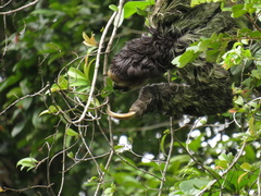 Bradypus tridactylus