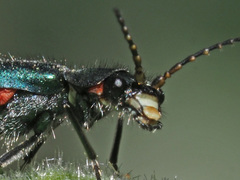 Clanoptilus spinipennis