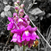 Snapdragon - Photo (c) Santi Duarte, some rights reserved (CC BY-NC)