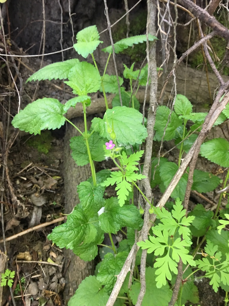 Sonoma Valley High School Calendar Sonoma Valley High School Calendar