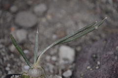 Astrophytum caput-medusae