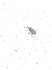 Sphenophorus