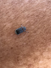 Pachybrachis thoracicus