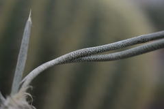 Astrophytum caput-medusae