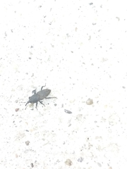Sphenophorus