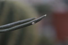 Astrophytum caput-medusae