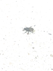 Sphenophorus