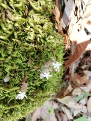 Sedum potosinum