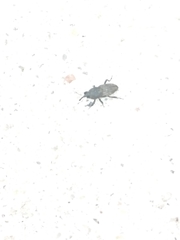 Sphenophorus