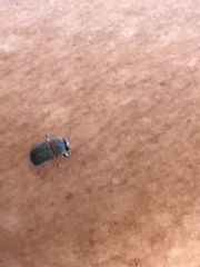 Pachybrachis thoracicus