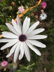 Dimorphotheca ecklonis