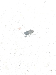 Sphenophorus