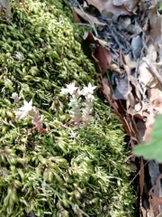 Sedum potosinum