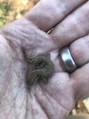 Pachydactylus geitje