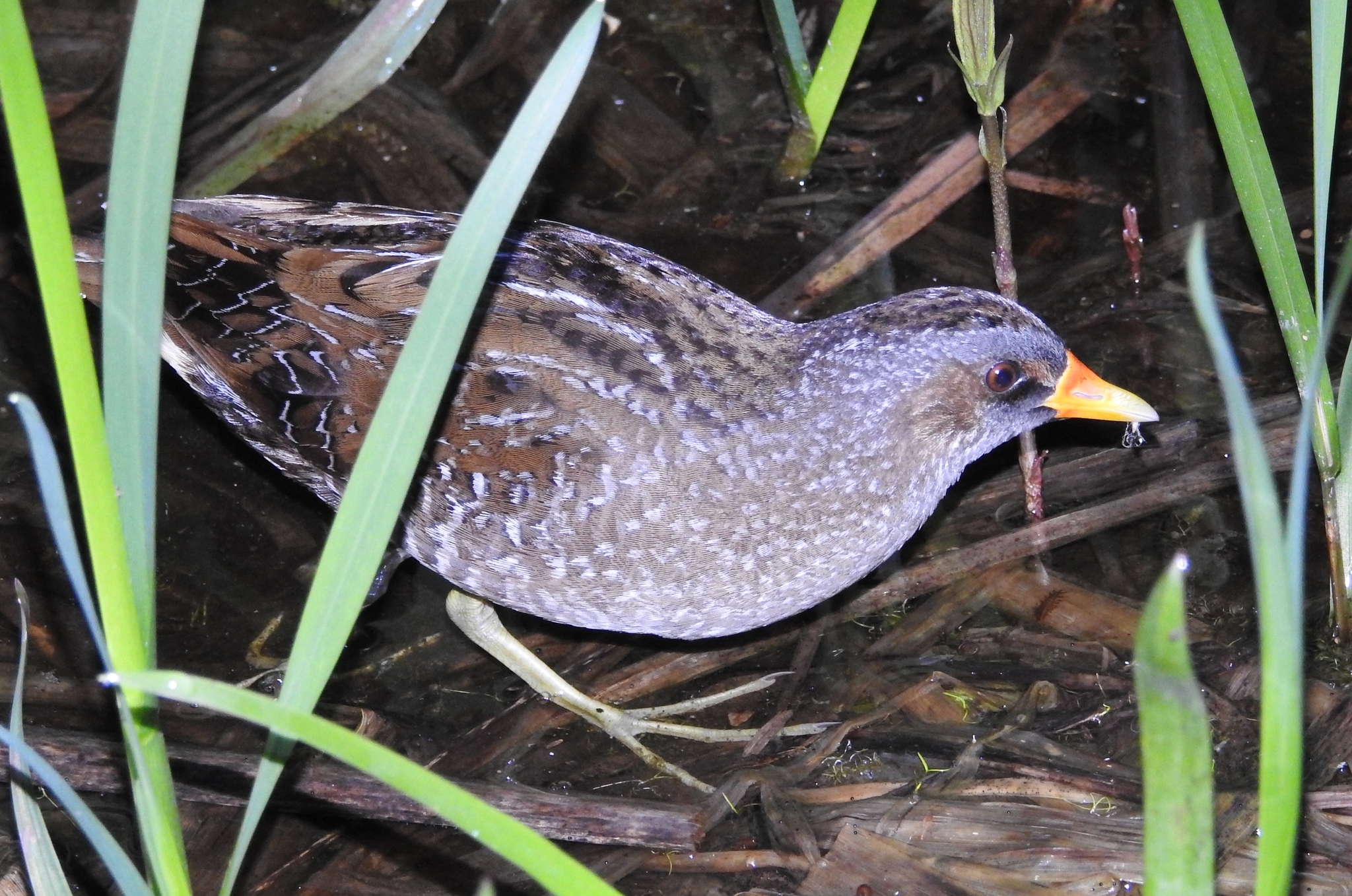 iNaturalist.org. Г. Исаков, Новочебоксарск Чувашия, май 2024