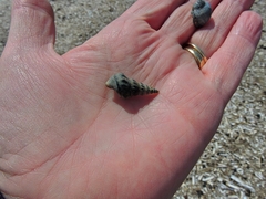 Aporrhais pespelecani