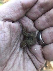 Pachydactylus geitje