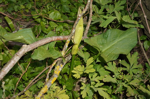Arum cylindraceum (Arum cylindraceum)