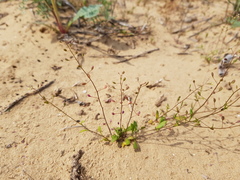 Hornungia procumbens