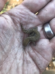 Pachydactylus geitje