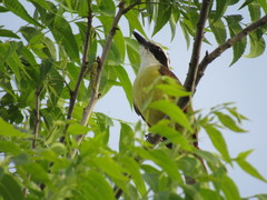 Pitangus sulphuratus