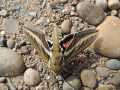 Hyles euphorbiarum