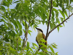 Pitangus sulphuratus