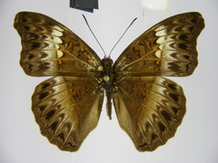 Cymothoe caenis