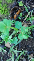 Oxalis compressa
