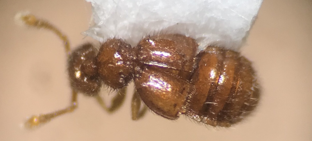 Rhexius