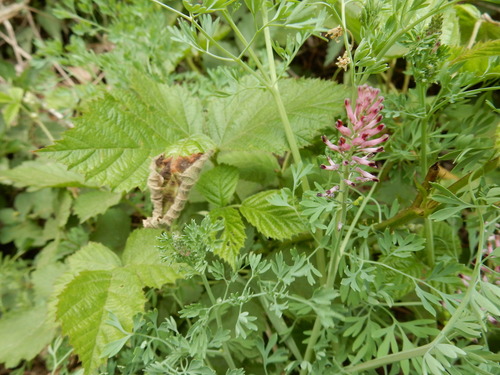 Image of Fumaria schleicheri by (c) Petra Caltová, some rights reserved (CC BY)