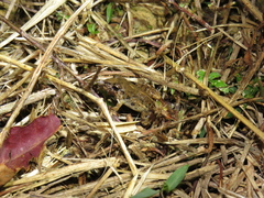 Adenomera hylaedactyla