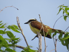 Pitangus sulphuratus