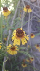 Helenium amphibolum