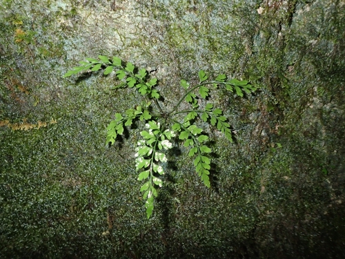 Asplenium cimmeriorum (Asplenium cimmeriorum)