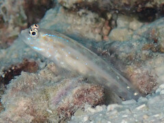 Thread Shrimpgoby photo 2